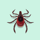 Illustration of Deer Tick