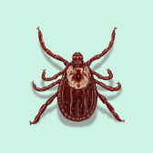 Illustration of Dog Tick