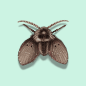 Illustration of Drain Fly