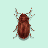 Illustration of Drugstore Beetle