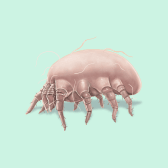 Illustration of Dust Mite