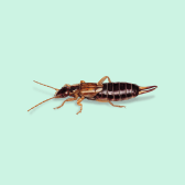 Illustration of Earwig