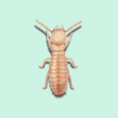 Illustration of Eastern Subterranean Termite