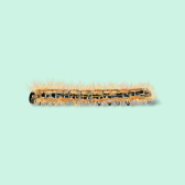 Illustration of Eastern Tent Caterpillar