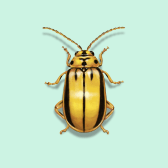 Illustration of Elm Leaf Beetle
