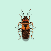 Illustration of Elm Seed Bug