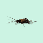 Illustration of Fall Field Cricket