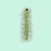 Illustration of Fall Webworm