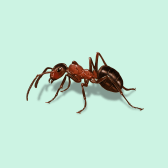 Illustration of Field Ant