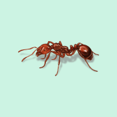 Illustration of Fire Ant