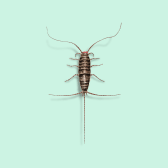 Illustration of Firebrat