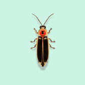 Illustration of Firefly