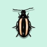 Illustration of Flea Beetle