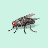 Illustration of Flesh Fly