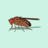 Illustration of Fruit Fly