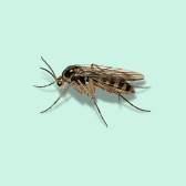 Illustration of Gnat