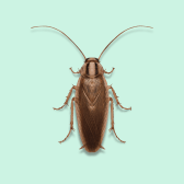 Illustration of German Cockroach