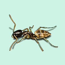 Illustration of Ghost Ant