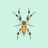 Illustration of Golden Silk Orb-weaver