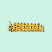 Illustration of Grapeleaf Skeletonizer