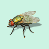 Illustration of Green Bottle Fly