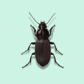 Illustration of Ground Beetle