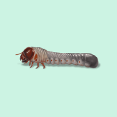 Illustration of Grub