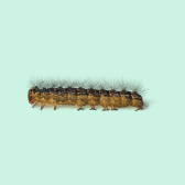 Illustration of Gypsy Moth