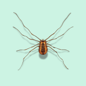 Illustration of Harvestmen