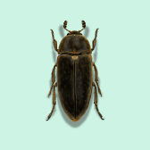 Illustration of Hide Beetle