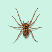 Illustration of Hobo Spider