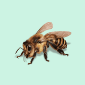 Illustration of Honey Bee