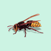 Illustration of Hornet