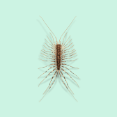 Illustration of House Centipede