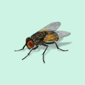 Illustration of Housefly