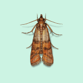 Illustration of Indianmeal Moth