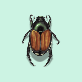 Illustration of Japanese Beetle