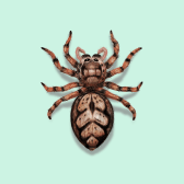 Illustration of Jumping Spider