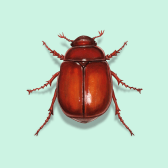 Illustration of June Beetle
