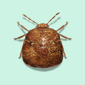 Illustration of Kudzu Stink Bug