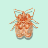 Illustration of Lace Bug