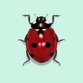 Illustration of Ladybug