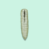 Illustration of Leaf Miner