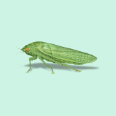 Illustration of Leafhopper