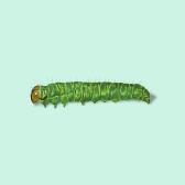 Illustration of Leafroller