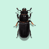 Illustration of Leather Beetle