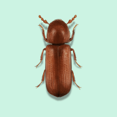 Illustration of Lesser Grain Borer