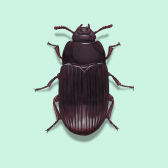 Illustration of Litter Beetle