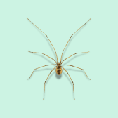 Illustration of Long-bodied Cellar Spider