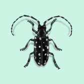 Illustration of Longhorn Beetle